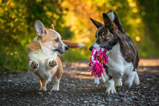 Dwa psy, szczeniaki rasy corgi podczas radosnej zabawy
