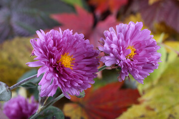 Chrysanthemums and autumn leaves