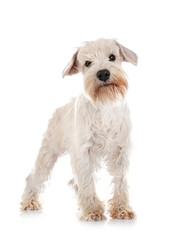 miniature white schnauzer in studio