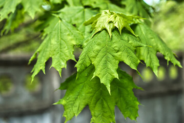 Green maple leaves on a sunny summer day