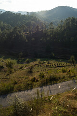 Obraz premium beautiful view of bright green terrace farms and long trees in mountains