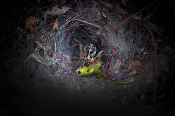 The spider killed the grasshopper.The Agelenidae are a large family of spiders in the suborder...