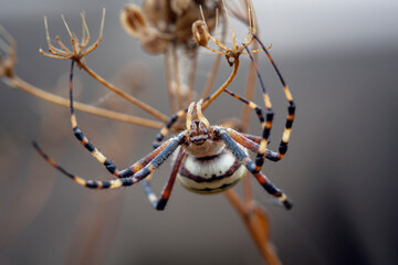 Argiope bruennichi (wasp spider) is a species of orb-web spider distributed throughout central...