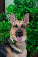 Portrait of a German Shepherd dog