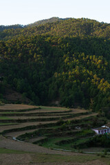 Fototapeta na wymiar bright green terrace farms and long trees in mountain village