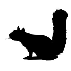 squirrel animals wild 