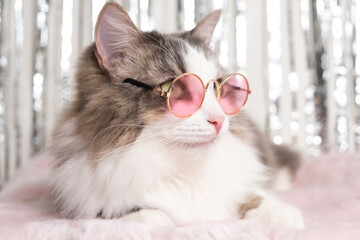 A cute cat lies on a blanket in pink glasses on a shiny background. Stylish gray cat who is fond of...