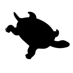 turtle wild animals reptile 