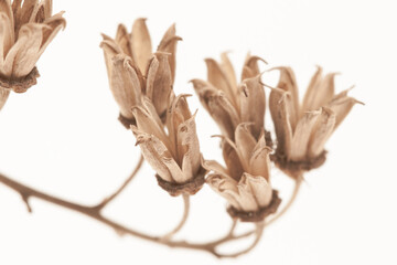 Brown beige dried star shape elegant fragile flowers with one branch on light background macro
