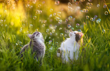 two cute cats walk in a sunny meadow and have fun catching soap bubbles