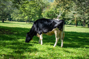 長野県戸隠牧場の放牧された乳牛