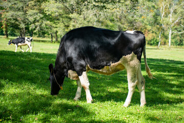 長野県戸隠牧場の放牧された乳牛