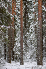 Coniferous forest after the first snowfall.