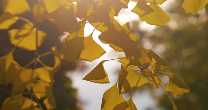 Ginkgo biloba Saratoga yellow leaves on a background of sunlight.