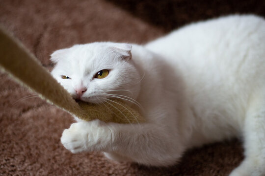 White fold-eared Scottish cat with crazy eyes in the process of playing with the belt of the house. High quality photo