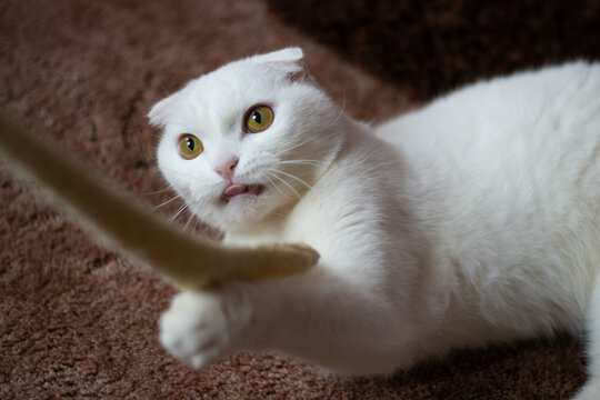 White fold-eared Scottish cat with crazy eyes in the process of playing with the belt of the house. High quality photo