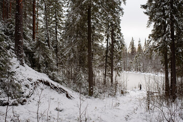 Coniferous forest after the first snowfall.