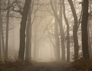 Jesienna droga w lesie w mgle - obrazy, fototapety, plakaty