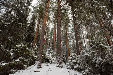 Tall pines and small firs dusted with the first snow