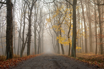 Droga w lesie jesienią - obrazy, fototapety, plakaty