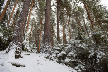 Tall pines and small firs dusted with the first snow