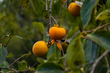 Persimmons are ripe with tree in Fukuoka prefecture, JAPAN.