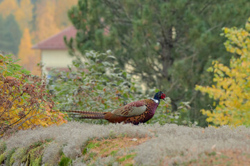 Fototapeta premium Pheasant bird in the Finnish town of Askola: autumn, near the old church.