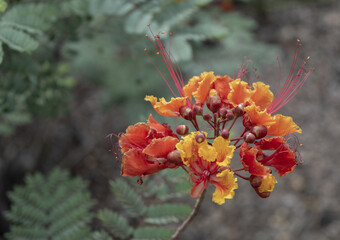 Caesalpinia flowers grown in the fie