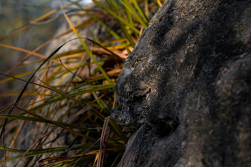 Fototapeta premium stone in the grass
