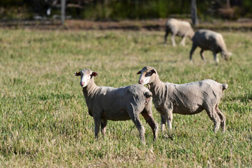 Obraz premium Small group of shaved sheep grazing in a sheep station farm field