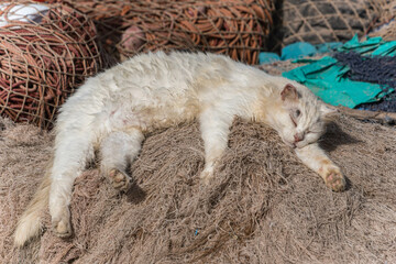 Weiße Katze liegend auf Fischernetzen in der Sonne