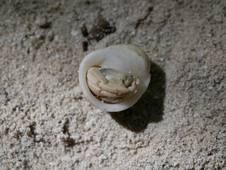 A small hermit crab on the white sand of the Maldives beach. The life of crustaceans in natural conditions.
