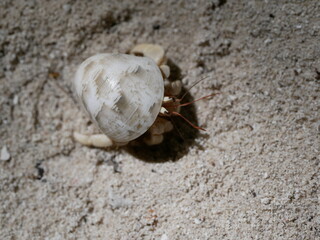 A small hermit crab on the white sand of the Maldives beach. The life of crustaceans in natural conditions.
