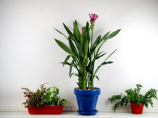 Blooming turmeric in a blue flower pot and other indoor plants on a white background