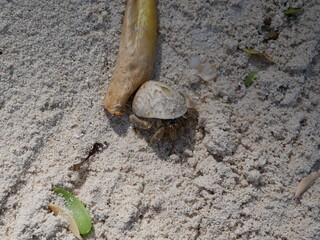 A small hermit crab on the white sand of the Maldives beach. The life of crustaceans in natural...