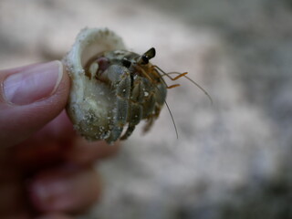 A small hermit crab on the white sand of the Maldives beach. The life of crustaceans in natural conditions.