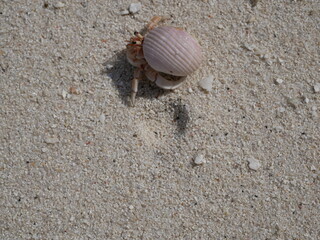 A small hermit crab on the white sand of the Maldives beach. The life of crustaceans in natural...