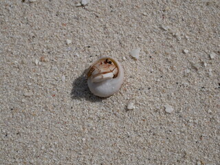 A small hermit crab on the white sand of the Maldives beach. The life of crustaceans in natural conditions.