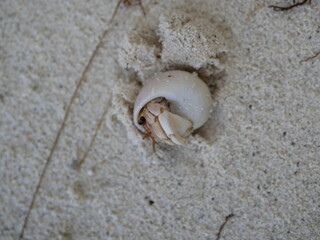 A small hermit crab on the white sand of the Maldives beach. The life of crustaceans in natural conditions.