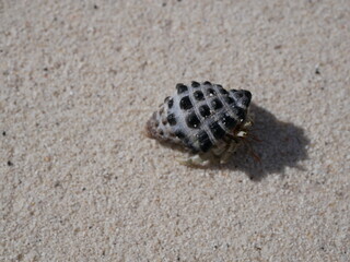 A small hermit crab on the white sand of the Maldives beach. The life of crustaceans in natural...