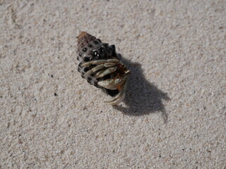 A small hermit crab on the white sand of the Maldives beach. The life of crustaceans in natural conditions.