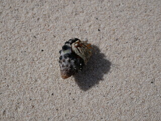 A small hermit crab on the white sand of the Maldives beach. The life of crustaceans in natural conditions.