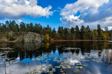 Fototapeta premium Beautiful lake or sea bay rocky shore on sunny autumn day. Water lily leaves cover the surface of water. Fall season landscape. Blue sky white clouds. Colorful trees on the shore. Scandinavia views.