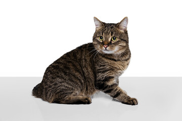 Obraz premium Studio shot of beautiful cute pet, purebred cat posing isolated on white background. Animal life concept