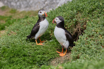 puffin birds on the Saltee Islands in Ireland, near their nest
