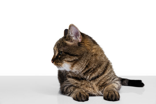 Close-up image of fluffy cute purebred cat sitting on floor isolated on white studio background. Animal life concept