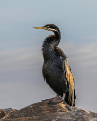 Australasian Darter bird by the water