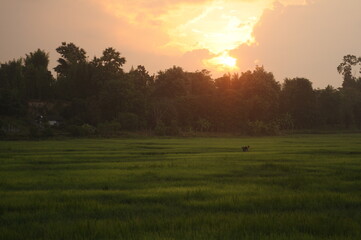 Sunset Green rice field in valley in Thailand