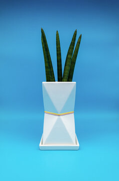 Sansevieria Stuckyi plant growing in a white pot on the blue background.
