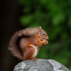 Red squirrel (Sciurus vulgaris) on a stone wall in a forest at Aigas, Scotland